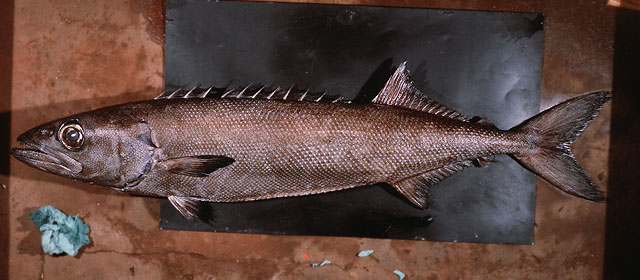 Ruvett - Oilfish